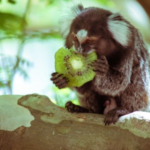 Un tití, el pequeño mono que se deja ver por los parques de Río de Janeiro, comiendo un trozo de fruta