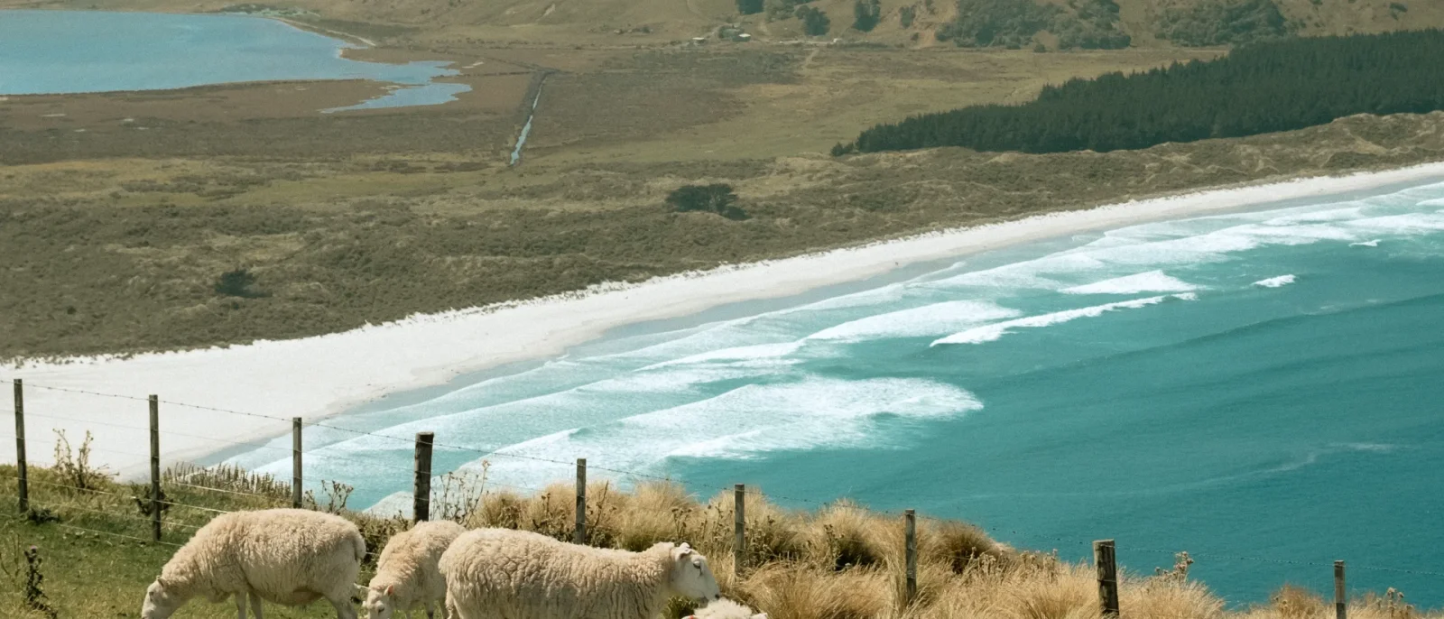 Costa de Dunedin con ovejas pastando en colinas verdes sobre el océano bajo un cielo despejado