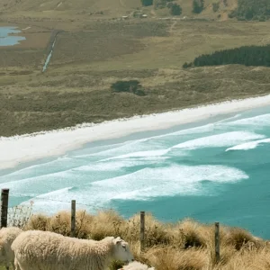 Costa de Dunedin con ovejas pastando en colinas verdes sobre el océano bajo un cielo despejado