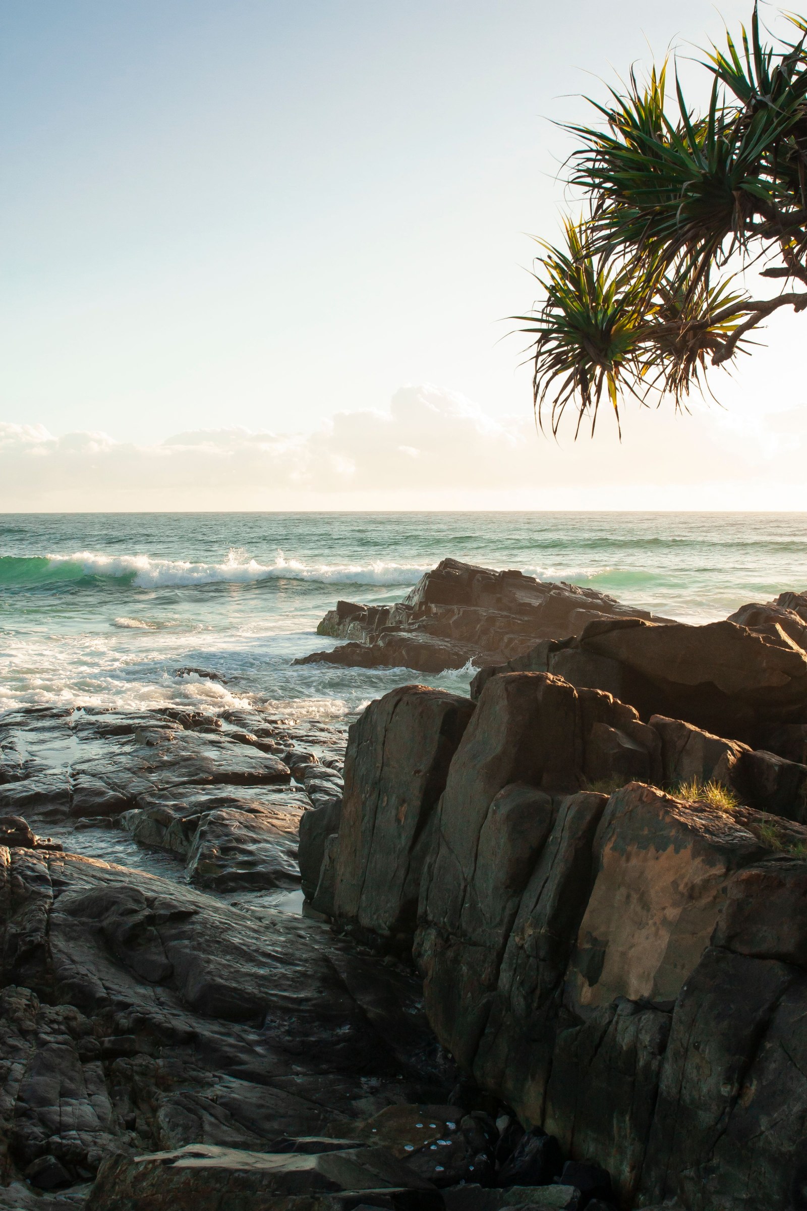 Costa rocosa y palmera en Cabarita Beach al amanecer, en la costa del Tweed