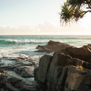 Costa rocosa y palmera en Cabarita Beach al amanecer, en la costa del Tweed