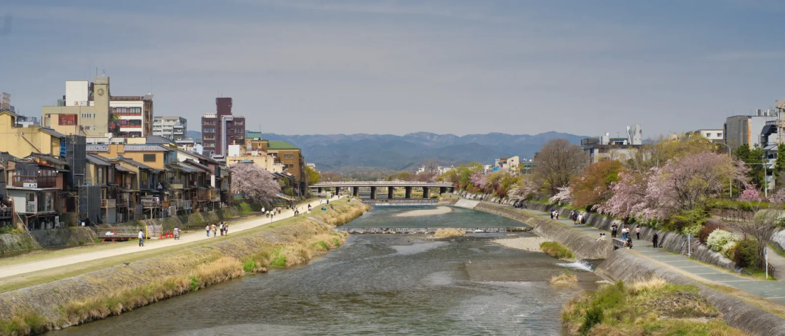 Cerezos en flor junto al río Kamo en Kioto, con la ciudad y el cielo azul de fondo