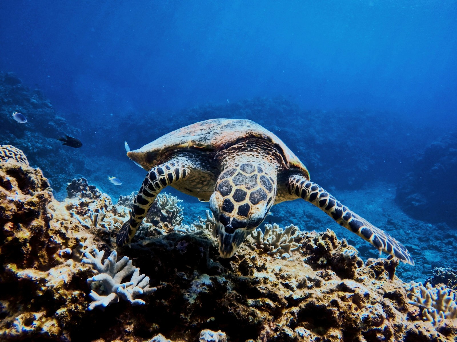 Tortuga marina nadando entre corales en las aguas de Okinawa