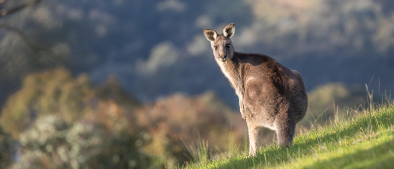 Canguro australiano
