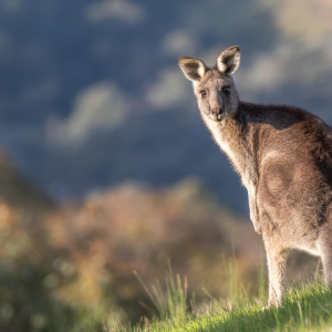 Canguro australiano