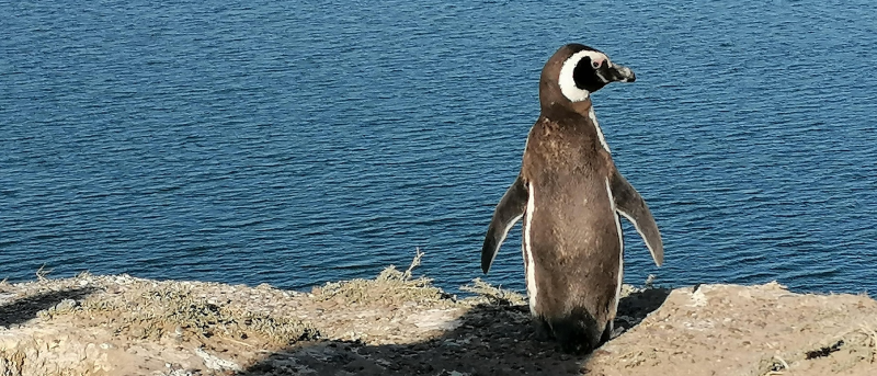 Pingüino en Argentina