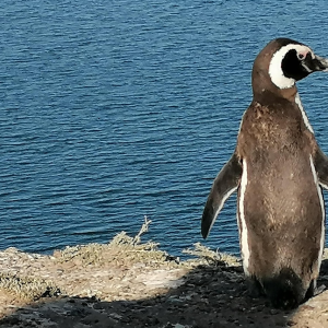 Pingüino en Argentina