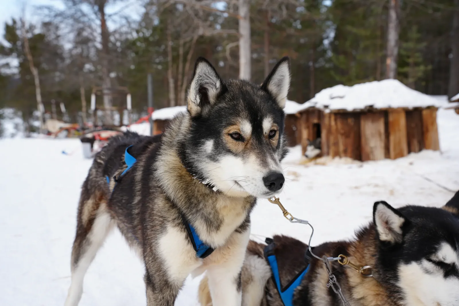 Perros de trineo preparados para salir sobre la nieve en Jukkasjärvi, Laponia sueca