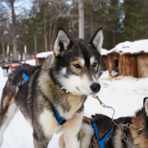Perros de trineo preparados para salir sobre la nieve en Jukkasjärvi, Laponia sueca