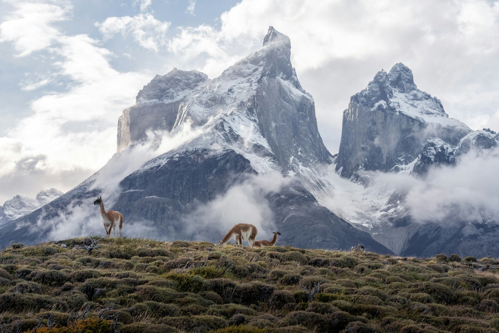 Un grupo de guanacos pasta entre la niebla con las montañas de Torres del Paine al fondo