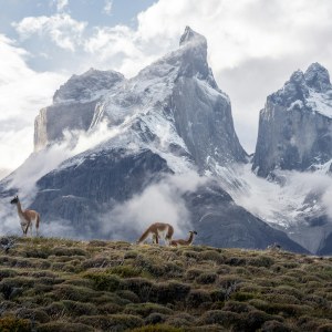 Un grupo de guanacos pasta entre la niebla con las montañas de Torres del Paine al fondo